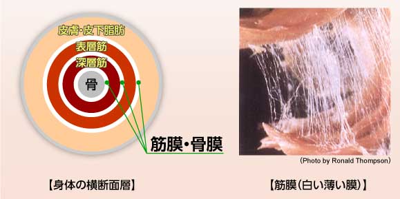 筋膜とは